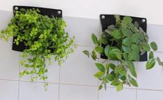 two black planters with green plants in them on a white tile wall next to each other