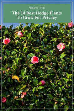 The ideal hedge plant boasts dense branching and foliage without a lot of pruning. These are 14 of the best hedge plants to beautify your garden and give you the privacy you seek without a lot of work. #gardenideas #gardening #hedges #hedgeplants #privacyhedge Hedge Plants, Plant Zones, Southern Garden, Plants To Grow, Plant Problems, Wedding Pets