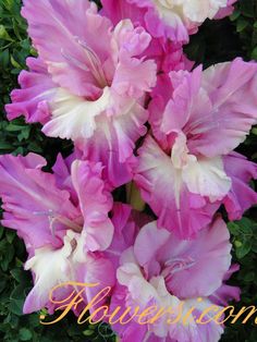 some pink and white flowers are in the middle of green bushes with words above them