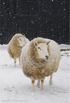 two wooly sheep standing in the snow