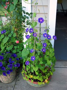 two potted plants with purple and blue flowers on the ground next to a house