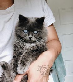 a man holding a gray cat with blue eyes