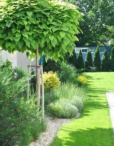 a lush green garden with trees and shrubs