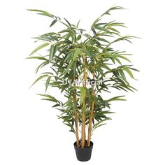 a potted bamboo plant on a white background