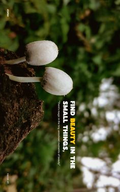 three white mushrooms growing on the side of a tree