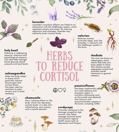 Regulate Cortisol, Lower Cortisol, Feminine Health, Herbal Apothecary, Natural Healing Remedies, Home Health Remedies