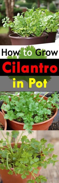 how to grow cilantro in pot with text overlay reading how to grow cilantro in pot