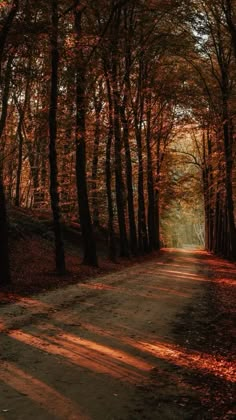 a dirt road surrounded by trees with leaves on the ground and sun shining through them