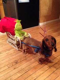 a small dog pulling a sleigh with an elf on it's back