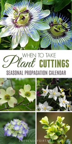 different flowers and plants with the words when to take plant cuttings seasonal preparation calendar