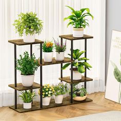 there are many potted plants on the shelves