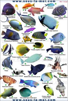 a poster with different types of tropical fish in it's own colors and names