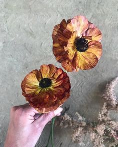 two red and yellow flowers being held up by someone's hand on the ground