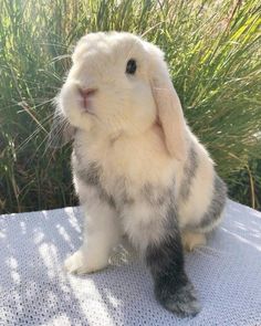 a small rabbit sitting on top of a table next to some tall grass and bushes