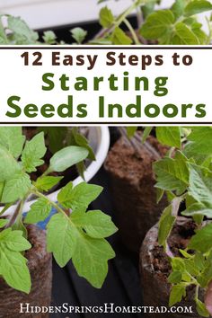 some plants are growing in pots with the words, 12 easy steps to starting seeds indoors