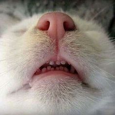 a close up of a cat's face with its mouth open