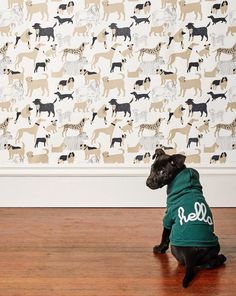 a black dog wearing a green shirt sitting on the floor in front of a wall with dogs