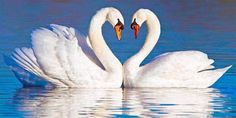 two swans making a heart shape in the water