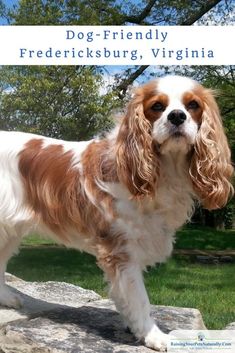 a brown and white dog standing on top of a rock