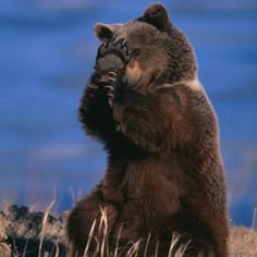 a large brown bear standing on its hind legs with his paw in the air and it's mouth open