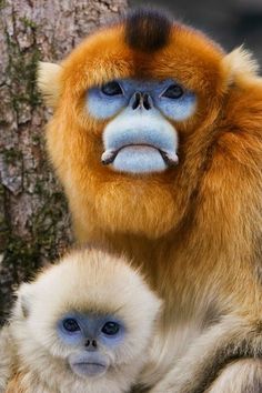 an adult and baby monkey sitting next to each other in front of a large tree