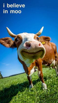 a brown and white cow standing on top of a lush green field with the caption i believe in moo