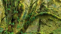 moss covered trees in the middle of a forest