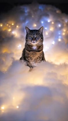 a cat is sitting in the middle of some fluffy white clouds with lights behind it