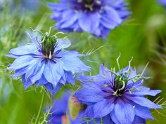 blue flowers with green leaves in the background