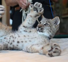 a small kitten laying on its back with it's paws in the air