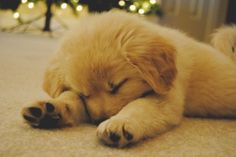 a puppy sleeping on the floor next to a christmas tree with its head on it's paws