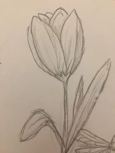 a pencil drawing of a flower on a sheet of paper with watermarked edges