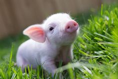 a small white pig sitting in the grass