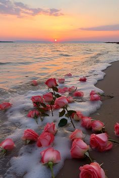 some pink roses are laying on the beach