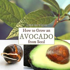 an avocado with the words easy method how to grow an avocado from seed