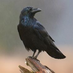 a large black bird sitting on top of a tree branch in the rain with it's beak open