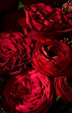 closeup of red roses with green leaves