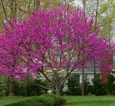 a tree with purple flowers in front of a house