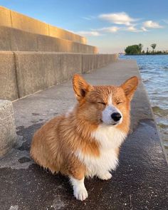 a brown and white dog sitting next to the water