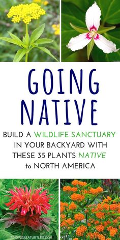 the cover of going native build a wildlife sanctuary in your backyard with these 35 plants native to north america