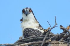 an ospree sits on top of its nest in the tree branches, looking at the camera