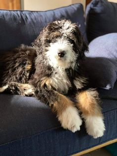 a dog sitting on top of a blue couch