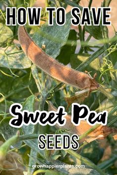 how to save sweet pea seeds in the garden with text overlay that reads, how to save sweet pea seeds