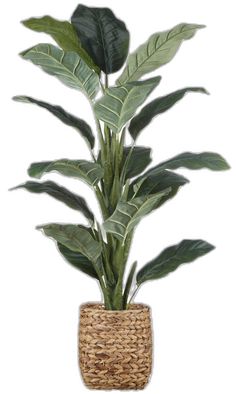 a potted plant with large green leaves in a wicker basket on a white background