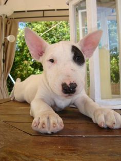 a white and black dog laying on top of a wooden floor next to a window