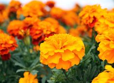 yellow and red flowers with green leaves in the background