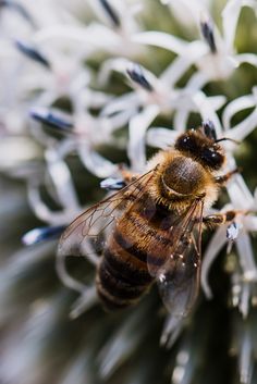 a bee sitting on top of a white flower