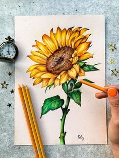 a drawing of a sunflower with two pencils next to it