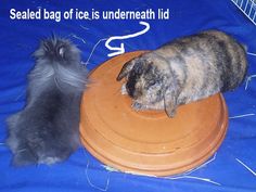 two cats are playing with an orange frisbee on a blue cloth covered table