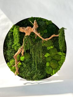 a plate that has some plants in it